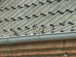 Some birds upon our roof. They looked so funny!